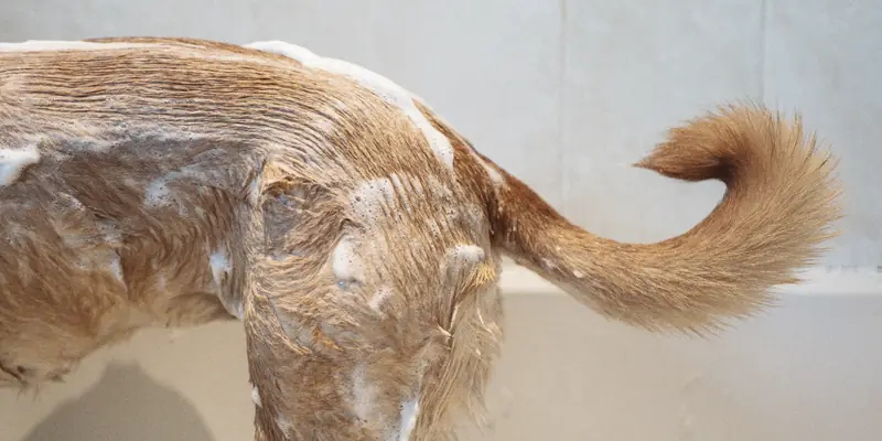 The soapy back and curled tail of a tan dog standing in a bath