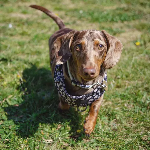 Frank, a dapple dachshund in a spotty harness, trotting across a lawn