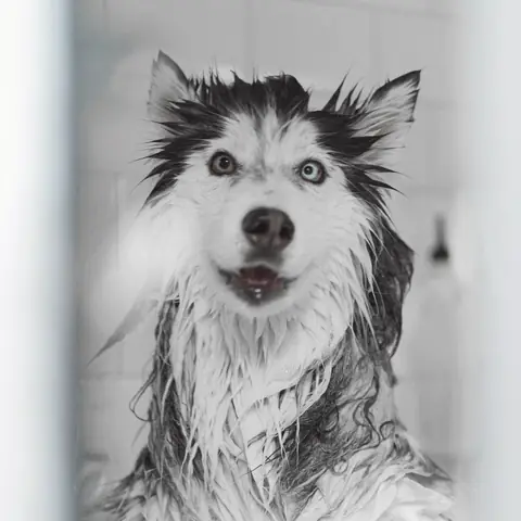 A wet husky in a shower, its long coat flattened into dripping points