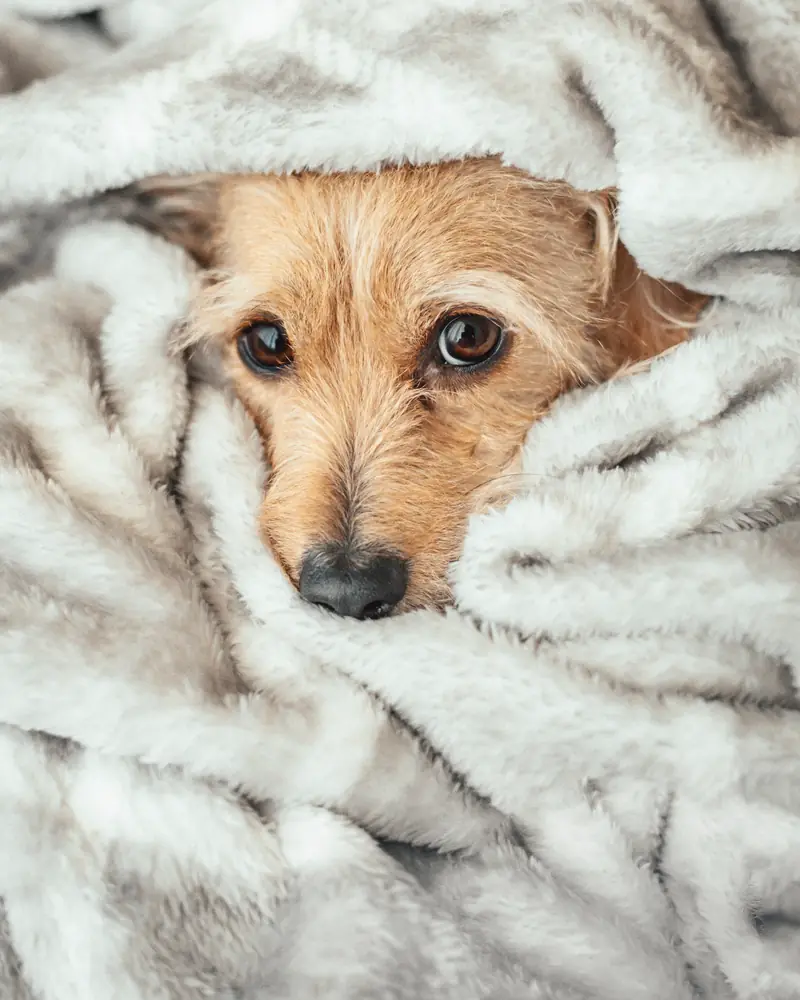 A small tan dog peeking out from a pile of soft grey blanket
