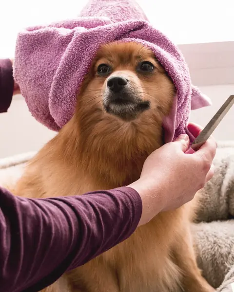 A small ginger Pomeranian with a pink towel over its head, one hand holding the towel and the other a nail file