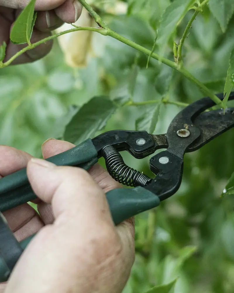 Hands trimming a shrub with secateurs