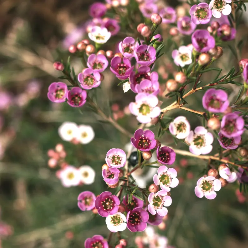 Geraldton wax covered in small pink and white flowers