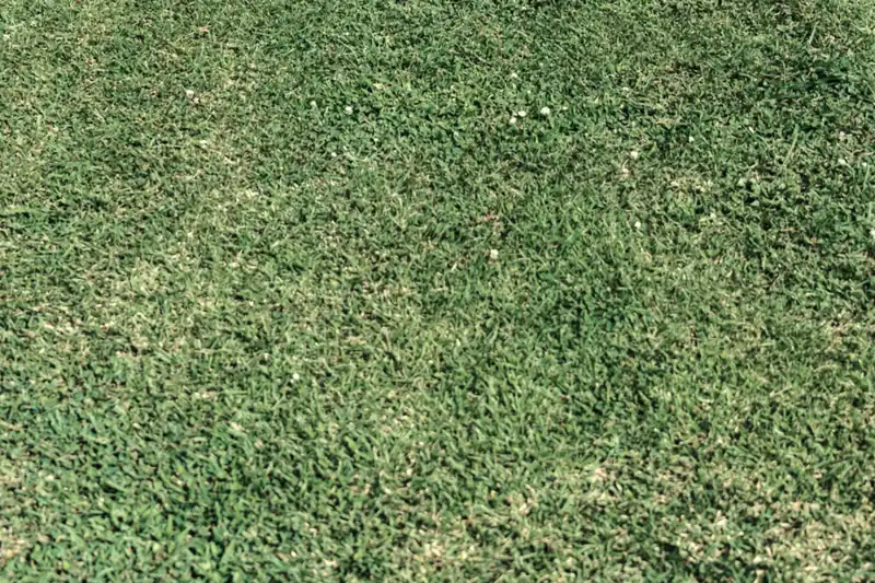 Close-up of a patchy couch lawn with small weeds flowering in it