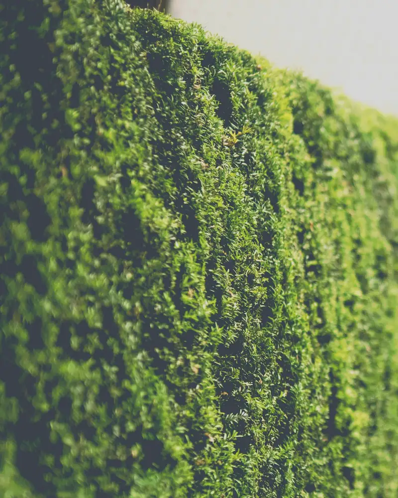 The flat top and face of a freshly trimmed hedge in front of a house